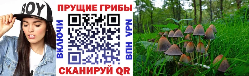 дарнет шоп  Весьегонск  Галлюциногенные грибы GOLDEN TEACHER 